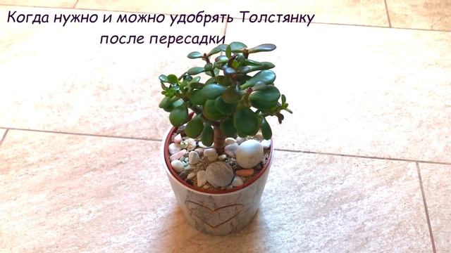 Уход за ТОЛСТЯНКОЙ (Денежным деревом). Ответы на вопросы, Часть II смотреть онлайн