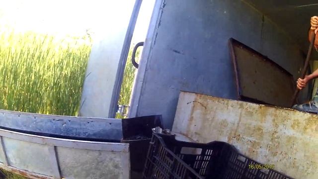 река сосыка зарыбление дикий сазан смотреть онлайн