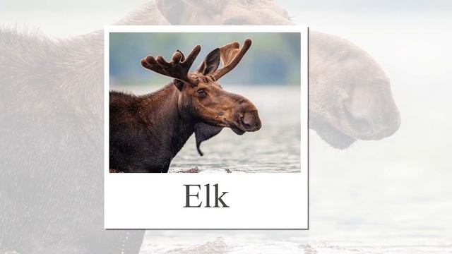 Forest Animals. Flashcards For Children In English. Лесные животные карточки для детей на английско