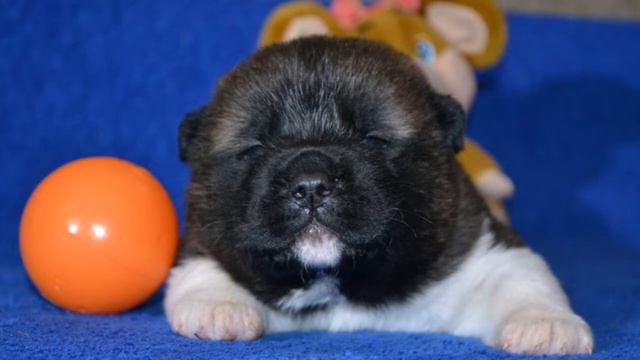 Питомник ZAASI DIAMOND🎉🎉🎉 Щенки Американской Акиты. Можно интересоваться. смотреть онлайн