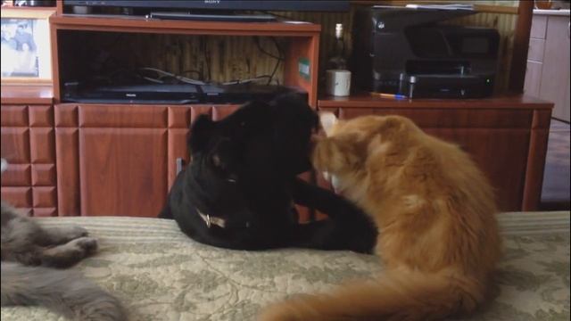 Мейн кун котята 3,5 месяца и Кане корсо смотреть онлайн
