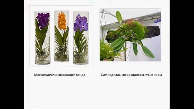 Орхидея не экзотическое чудо, а обычное комнатное растение смотреть онлайн