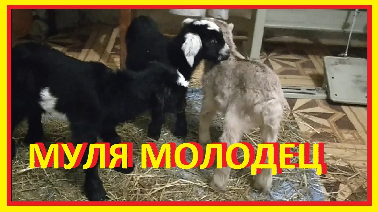 Рождение козлят / как кормить козлят с рождения? когда рождаются козлята / роды козы смотреть онлайн