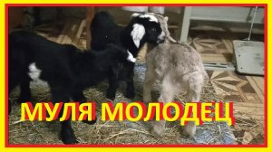 Рождение козлят / как кормить козлят с рождения? когда рождаются козлята / роды козы