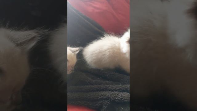 standard napoleon munchkin kittens смотреть онлайн