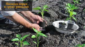 Посадка перца в грунт рассадой