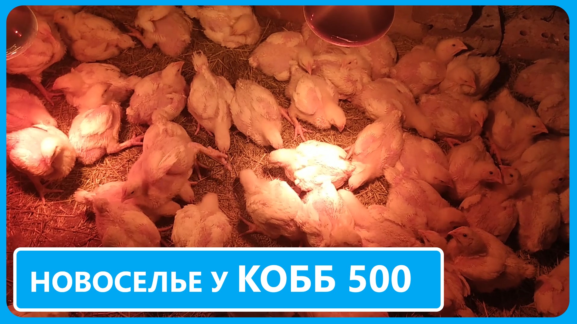 ПЕРЕСЕЛИЛ ЦЫПЛЯТ В НОВЫЙ ДОМ, РАСТУТ НА ДРОЖЖАХ. В клетках стало тесно. Сельские будни смотреть онлайн