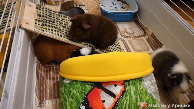 Морская свинка порода американский крестед. Черно белая. Черный белый White Crested Guinea Pig. смотреть онлайн