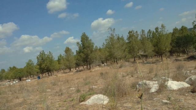 巨大な美しいトンボ Большая изумительная стрекоза в полёте и на цветке巨大的蜻蜓 Huge beautiful dragonfly아름다운 잠자리 смотреть онлайн