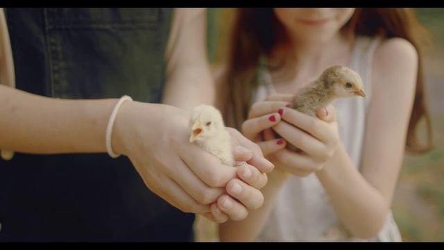 Милые птенчики