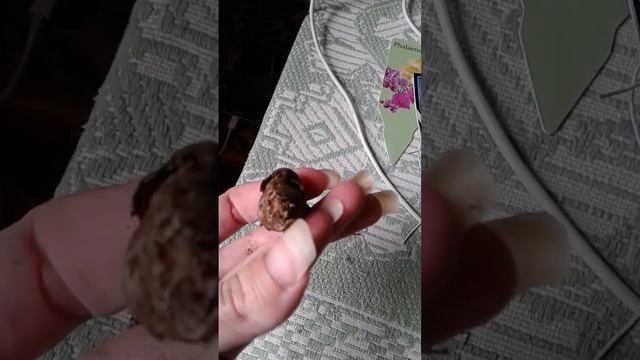 Валотта смотреть онлайн