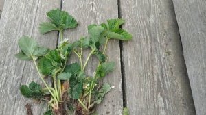 Нематода на клубнике.Как отличить от поражения клещом?