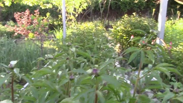 МНОГОЛЕТНИЕ РАСТЕНИЯ В ВЕСЕННЕМ САДУ, смотреть онлайн