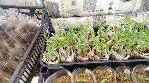 Выращивание Рассады Томатов?в Пеленках, Улитках?Чем же хорош этот Способ?Обзор Ранних Посевов ?