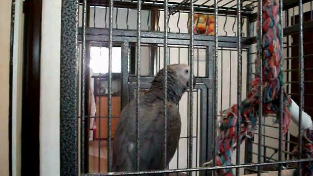 Говорящий Жако Гера -3 смотреть онлайн