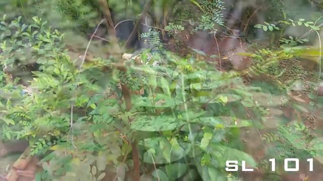 Nil avariya- Indigo plant - Indigofera tinctoria - Ayurvedic plants смотреть онлайн