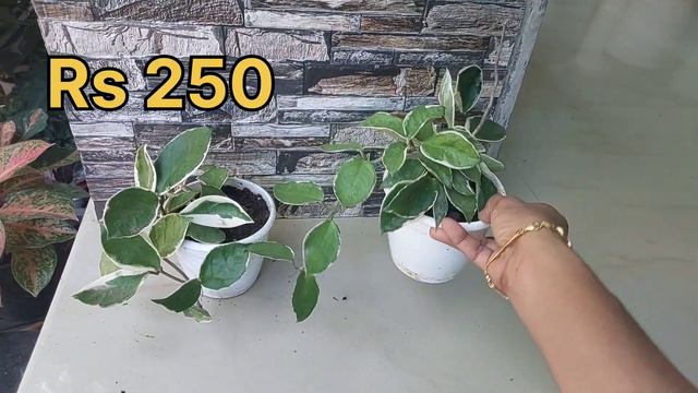 Aglaonema New Stock||FOLIAGE ANTHURIUM ||Online Plants Sale||Whatsapp @9048417824 смотреть онлайн
