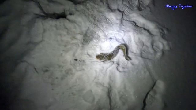 Рыбалка на реке в Глухозимье, жерлицы... смотреть онлайн