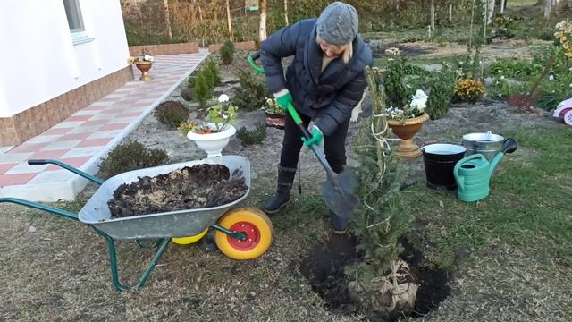ПОСАДКА КРУПНОЙ ЕЛИ. Как сажать голубую ель смотреть онлайн