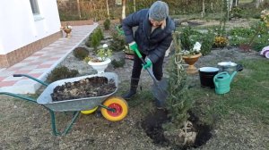 ПОСАДКА КРУПНОЙ ЕЛИ. Как сажать голубую ель