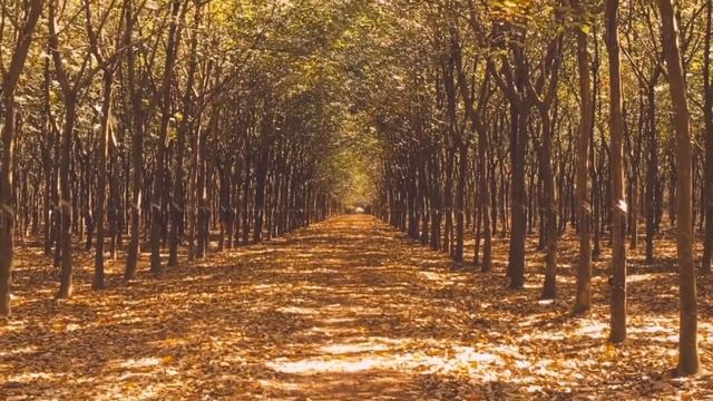 Аллея, деревья, листья, день, осень. Alley, trees, leaves, day, autumn смотреть онлайн