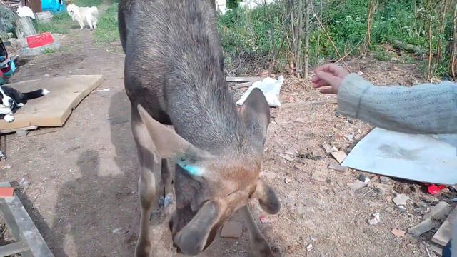 17.06.22. утренееутро. забрали мусор. смотреть онлайн