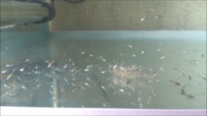 Акара Бирюзовая ( разведение мальков)