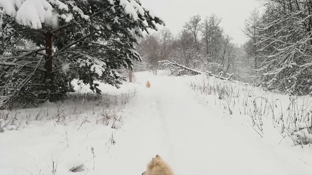 Кому снег только в радость? Конечно же - самоедам! смотреть онлайн