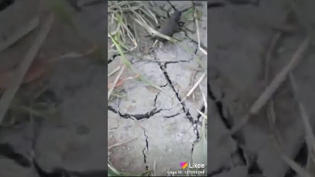 Большой и страшный жук смотреть онлайн