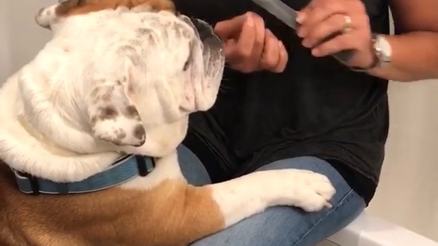 Бульдог хочет маникюр смотреть онлайн