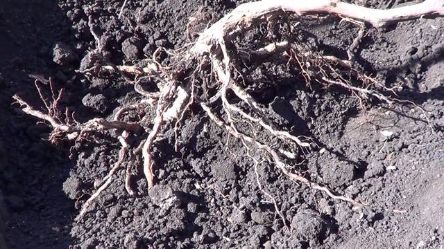 Расположение корней винограда в земле. Виноград 2014. смотреть онлайн