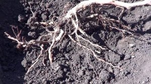 Расположение корней винограда в земле. Виноград 2014.