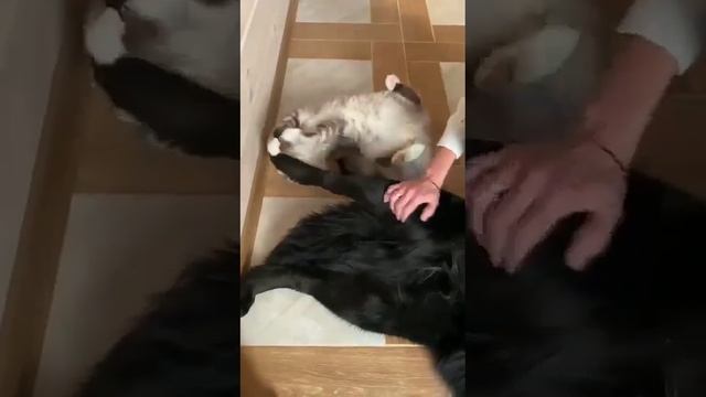 Арюнка! Монгольский банхар! смотреть онлайн