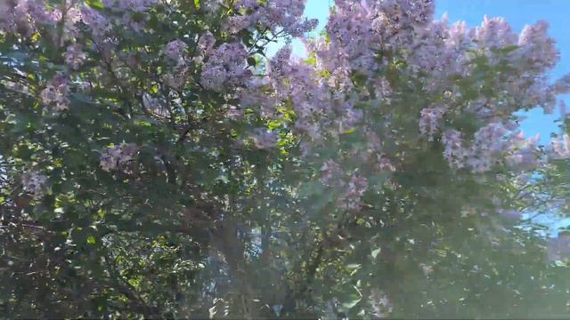 Родная моя русская земля. смотреть онлайн