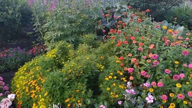 #Архивное#видео,#цветы#на#даче/ смотреть онлайн