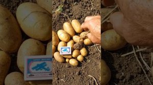 Картофель ранний, сорт Ривьера, урожай 2021 года .VID 20210802 093012
