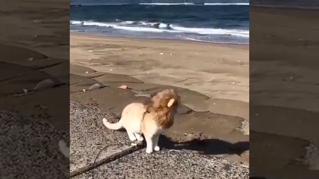 Кот в одежке льва смотреть онлайн