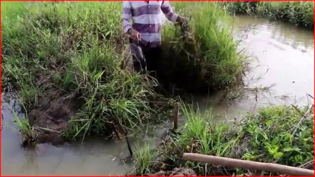 Красивые девушки ловят рыб в Камбодже - Как ловить рыб в Баттамбанге? (Часть 13) смотреть онлайн