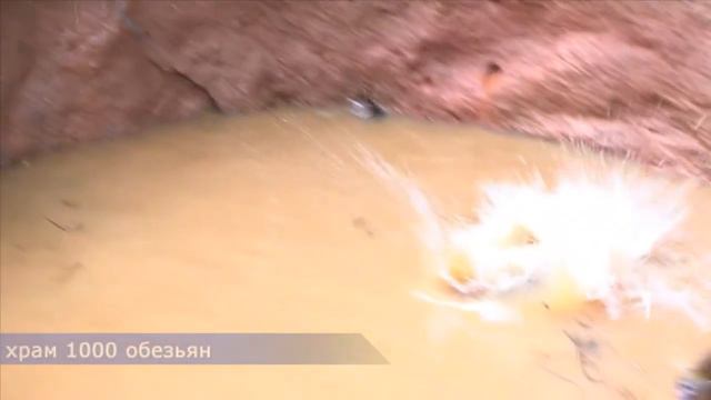 храм 1000 обезьян смотреть онлайн