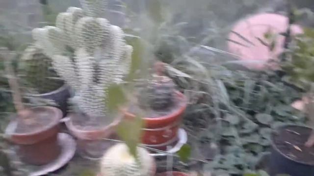 Как заставить цвести кактус. Подробное видео? смотреть онлайн