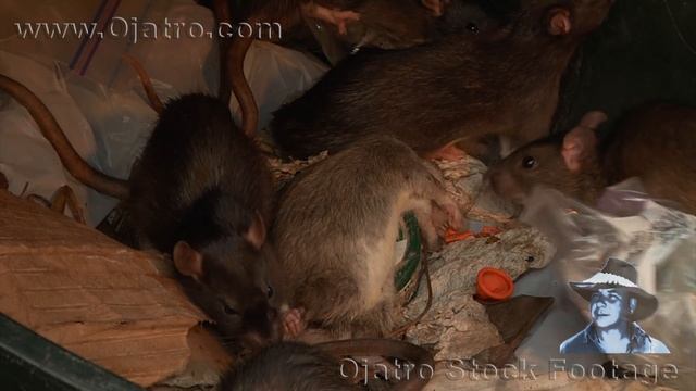 Rat Cannibalism 01 Stock Footage смотреть онлайн