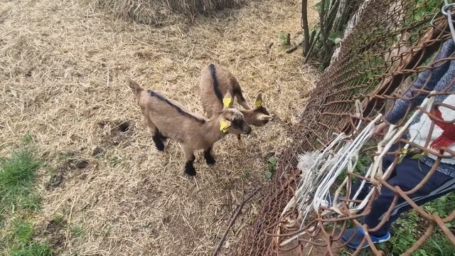 молочные и мясные симментал , помеси - телята ,много foto смотреть онлайн