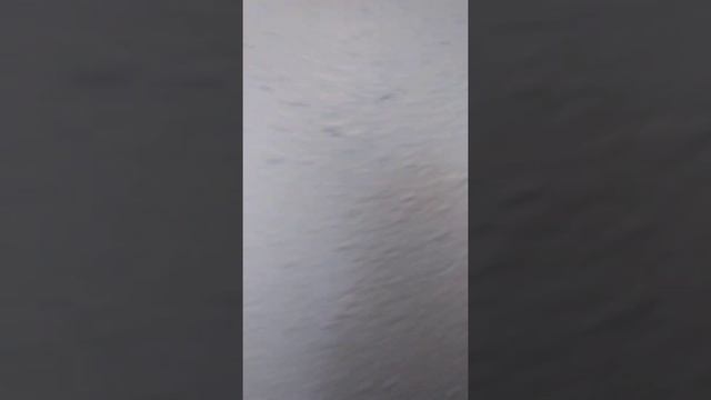 Husky Texture Hopper Demo.