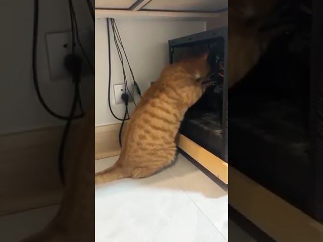 Пушистый компьютерный мастер в деле! С вас 10 тысяч)) #shorts #castlemax #мем #юмор #пк смотреть онлайн