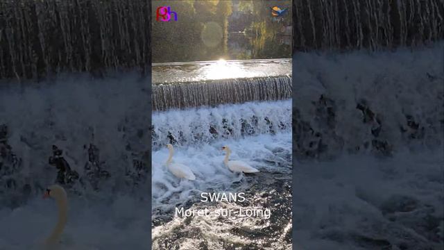 Moret-sur-Loing France Swans ??? #shorts смотреть онлайн