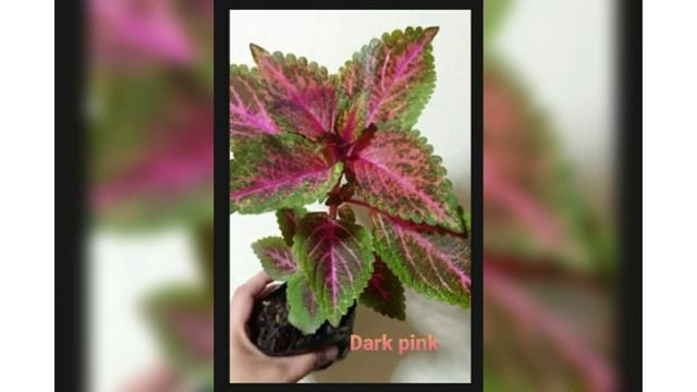Mayana or coleus.(names) смотреть онлайн
