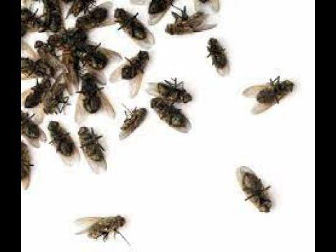 Весь пол в "трупах" Как работает Агита через неделю смотреть онлайн