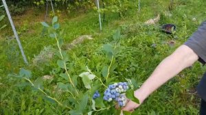 Голубика ТОРО  в Подмосковье. Сорта голубики. ТопСад