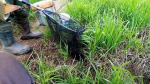 Ловля на спиннинг на имитацию личинки стрекозы. Весной на реке Березина