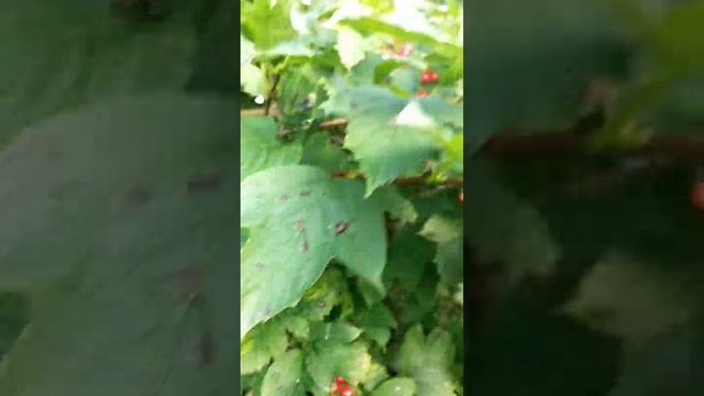 Калина Красная смотреть онлайн